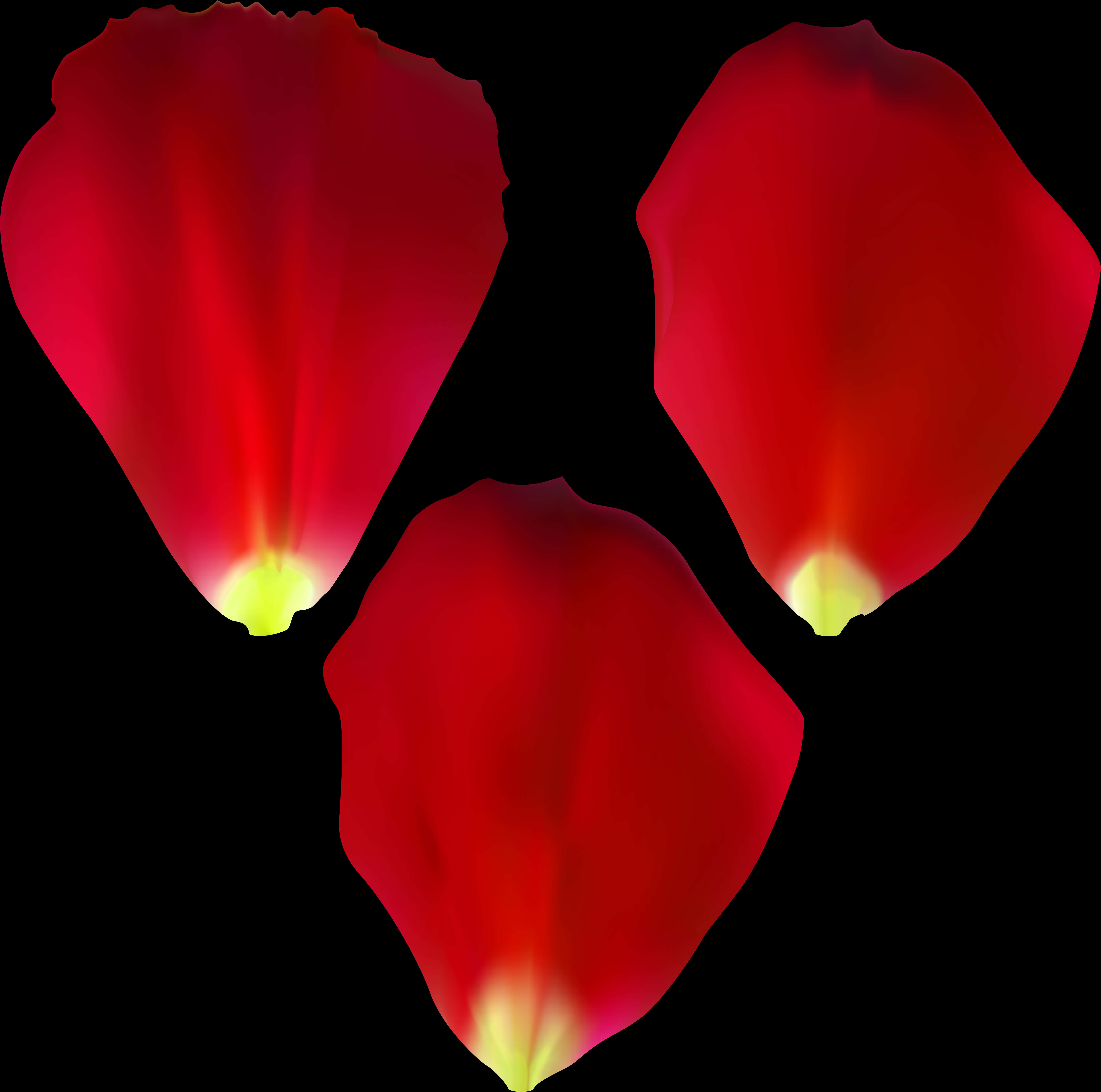 Red Rose Petalson Black Background PNG