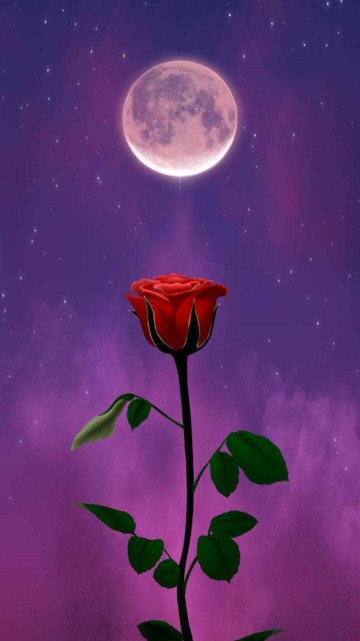 Red Rose Purple Full Moon Sky Wallpaper