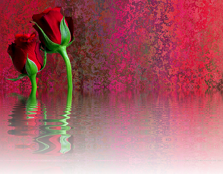 Red Rose Reflection Artwork PNG