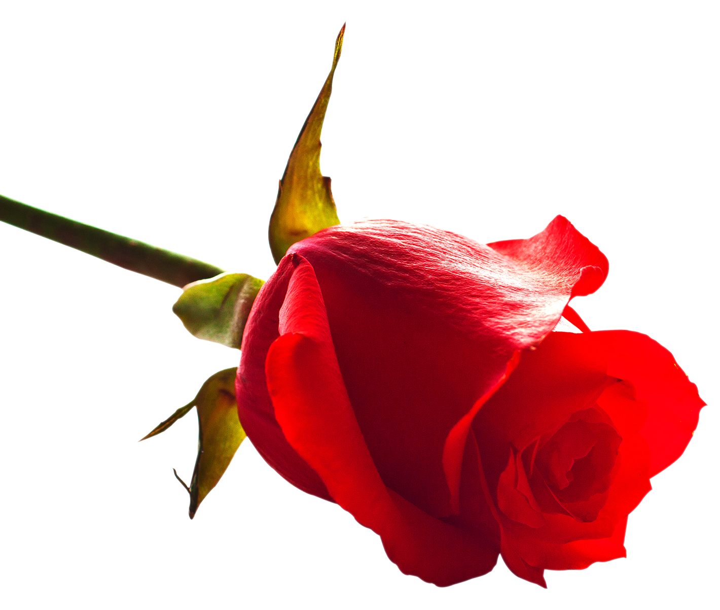 Red Rose Side View.png PNG