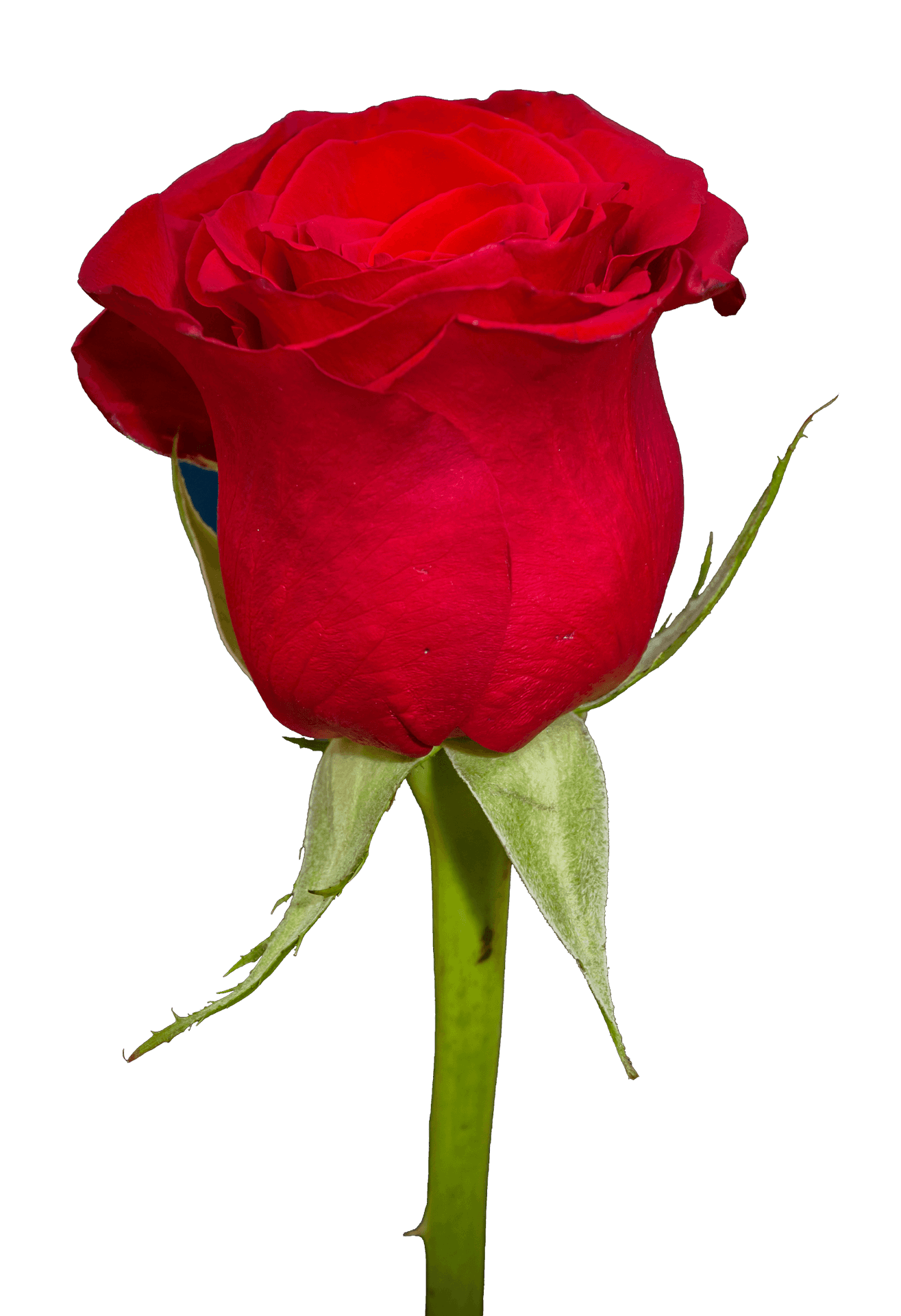 Red Rose Single Stem Portrait PNG