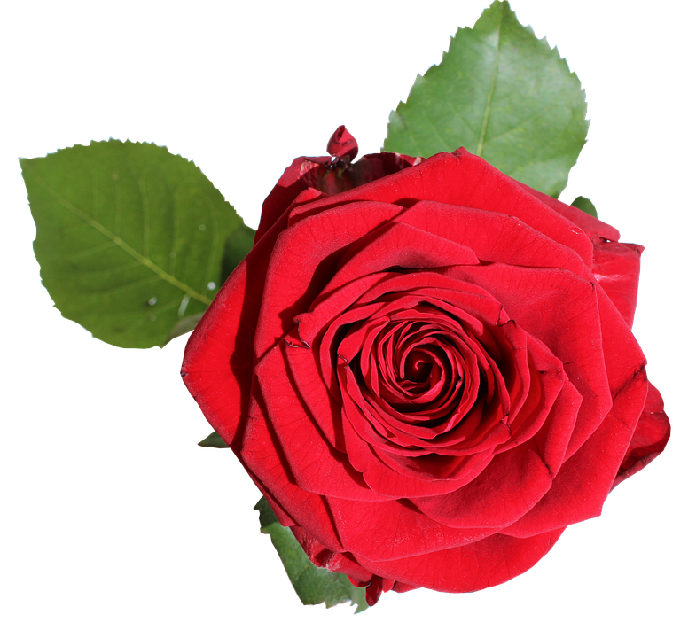 Red Rose Transparent Background PNG