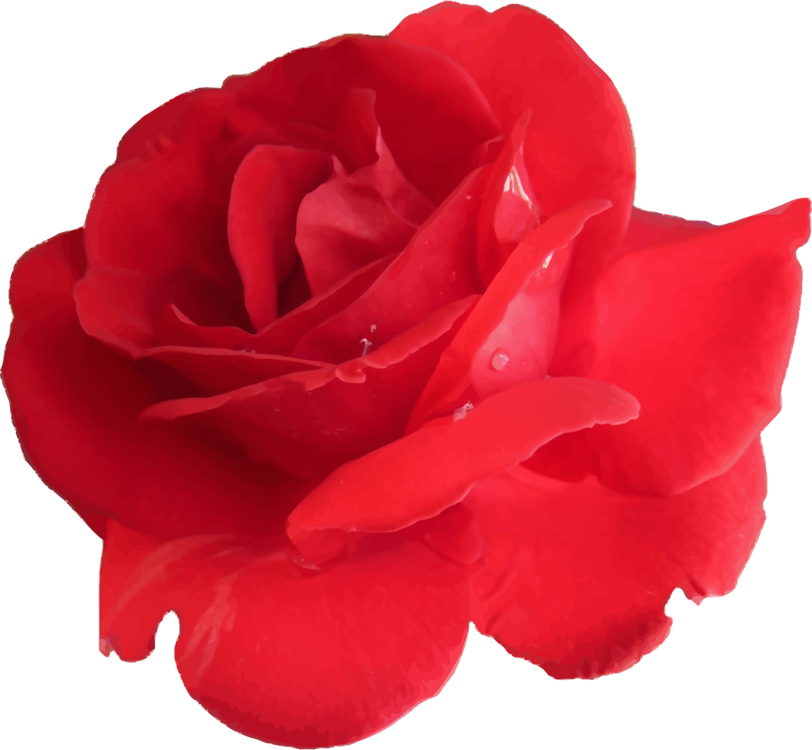 Red Rose Vector Art.png PNG