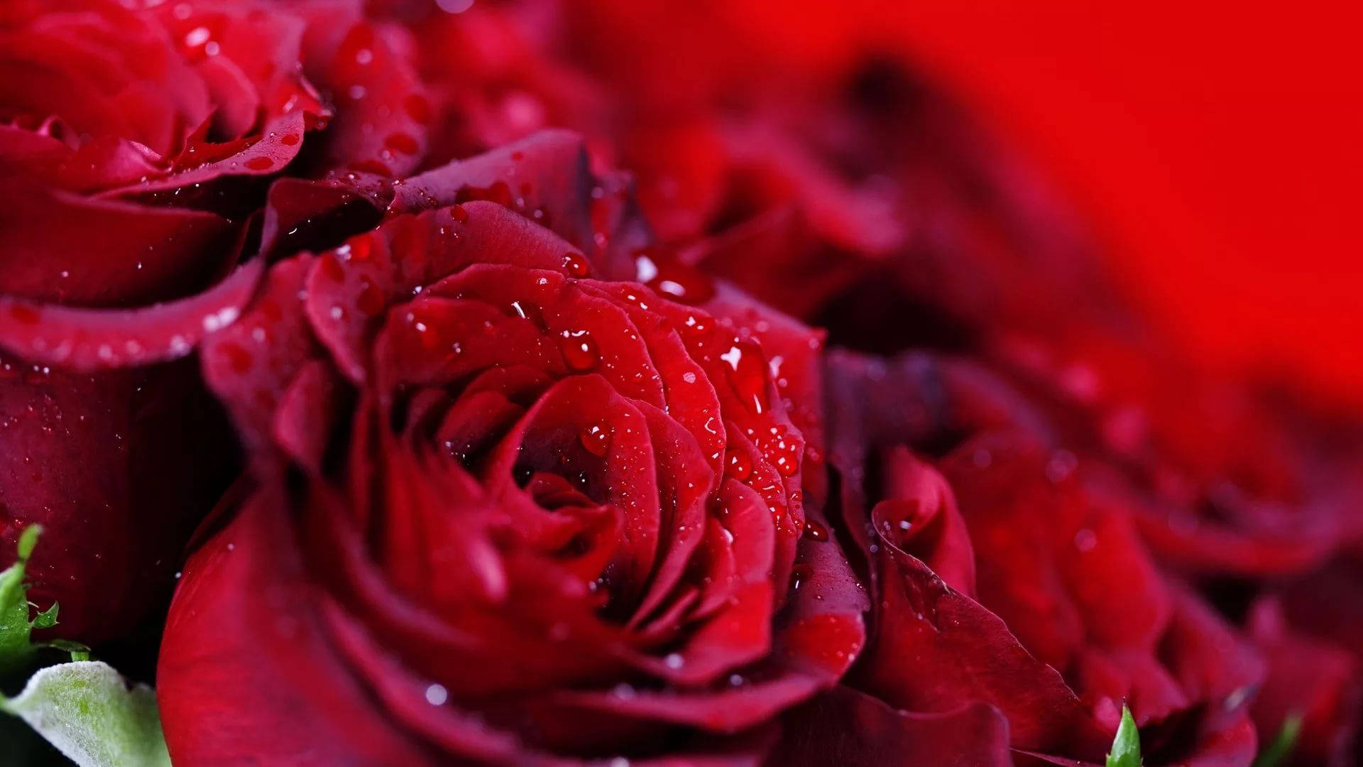 Salvapantallasde Rosas Rojas Con Gotas De Agua Fondo de pantalla