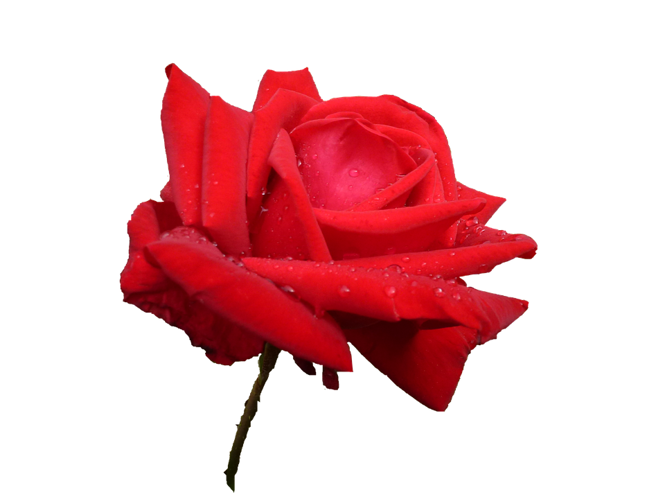 Red Rose Water Droplets Transparent Background PNG