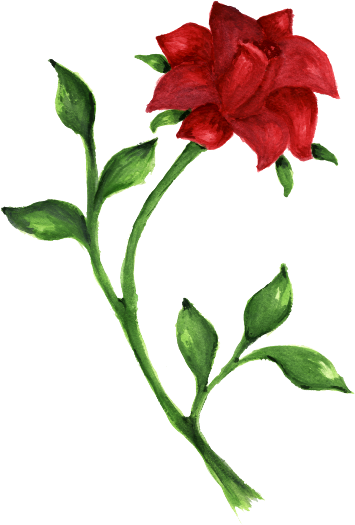 Red Rose Watercolor Artwork PNG