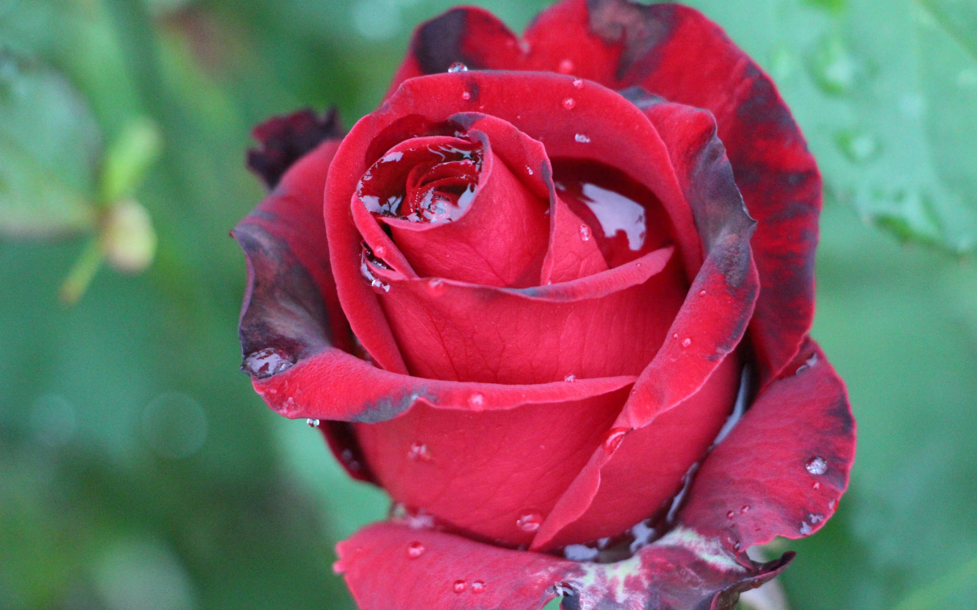 A Red Rose Exhibiting Elegance Even With Dried Patches Wallpaper
