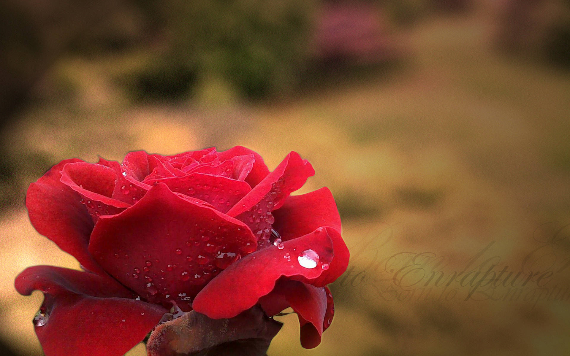 Red Rose With Enrapture Text Wallpaper