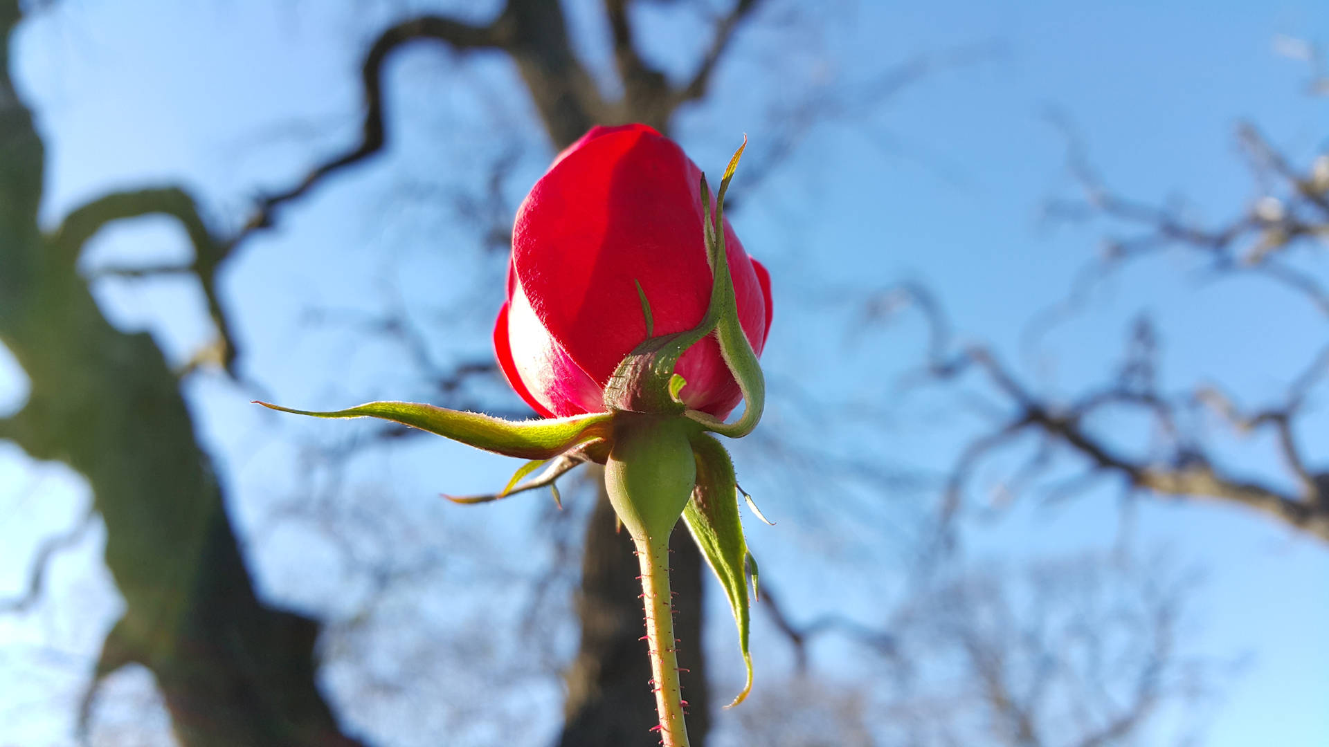 Red Rose With Leafless Tree Branches Wallpaper