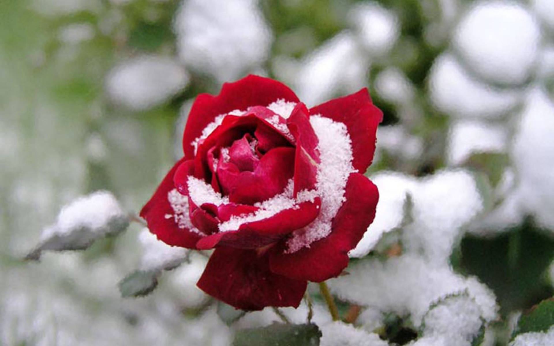 Rød rose med pakket sne mønster Wallpaper