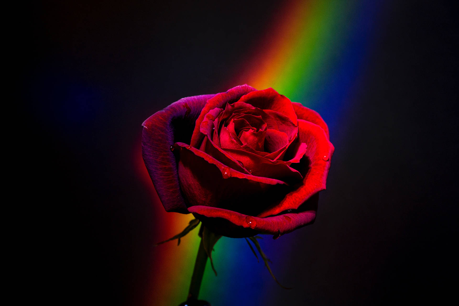 Red Rose With Rainbow Aesthetic