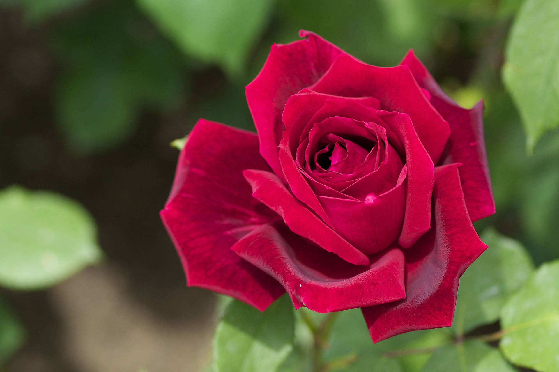 Red Rose With Slightly Pointy Petals Wallpaper