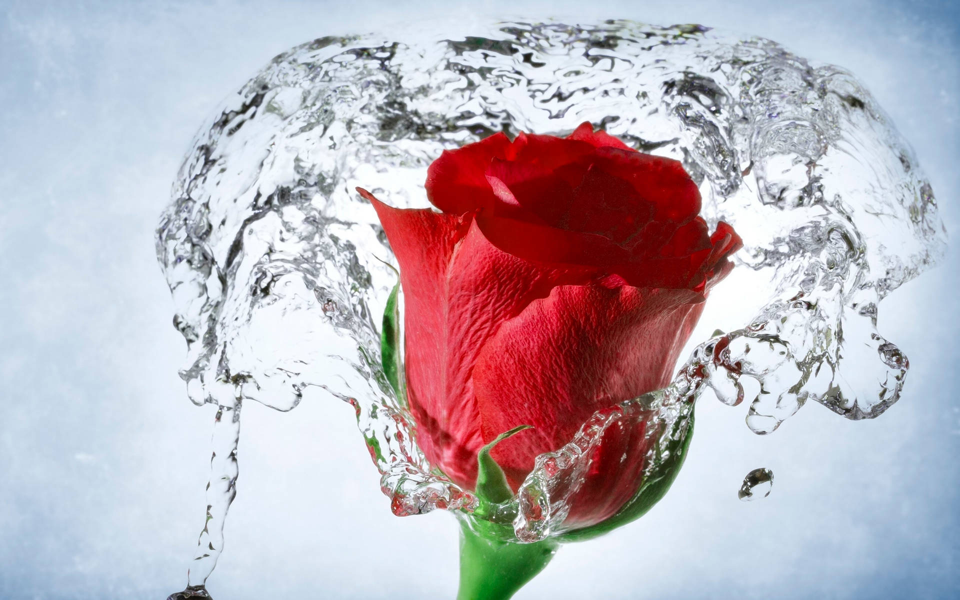 Red Rose With Splash Of Water Wallpaper