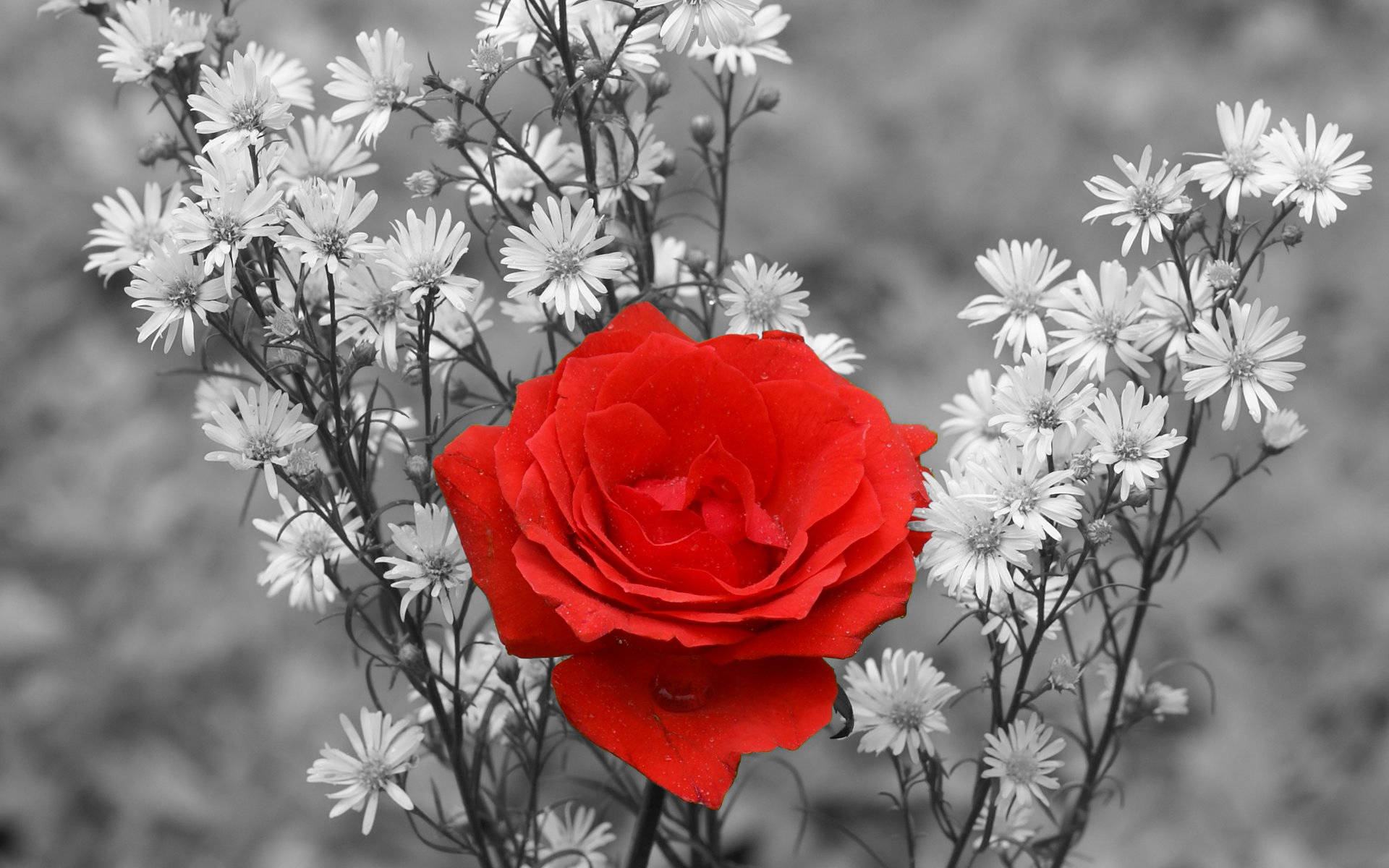 A Radiant Red Rose Amidst White Flowers Wallpaper
