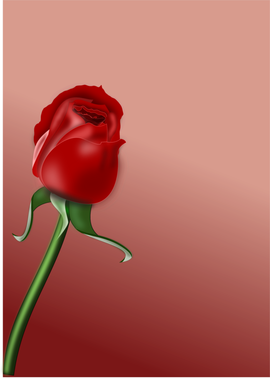 Red Roseon Pink Background PNG