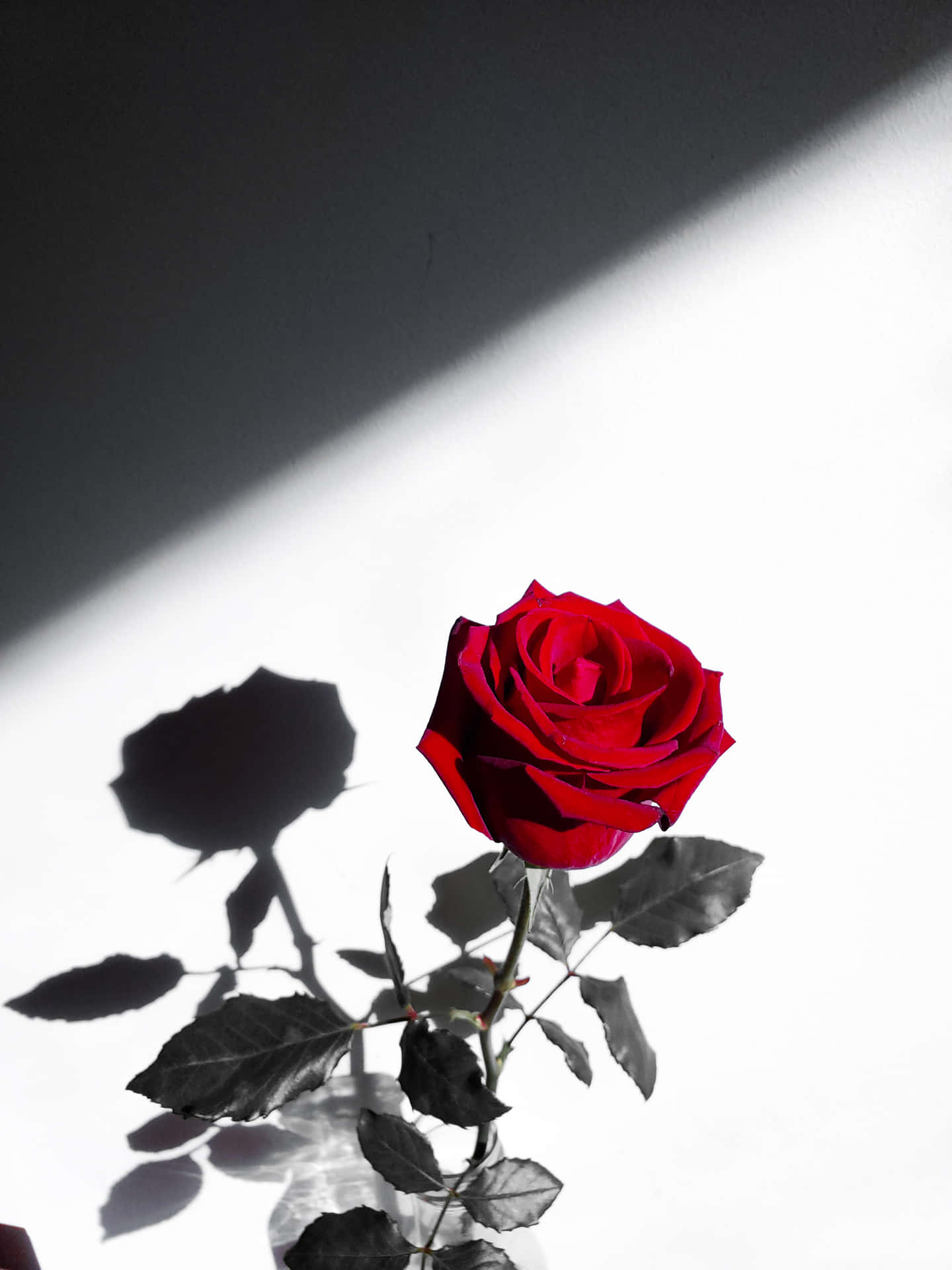 Etromantisk Buket Af Smukke Røde Roser.