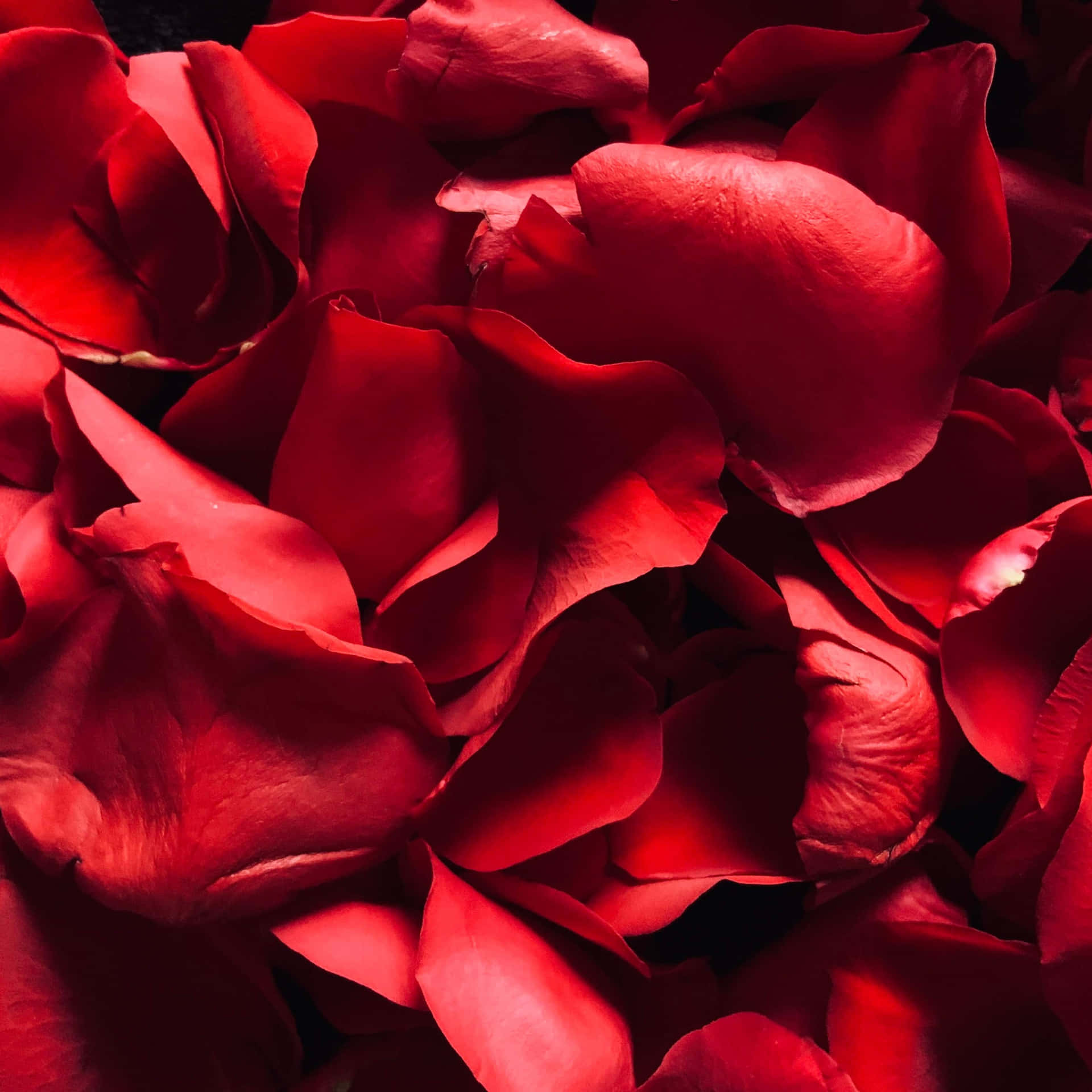 Romantiskbuket Af Røde Roser.