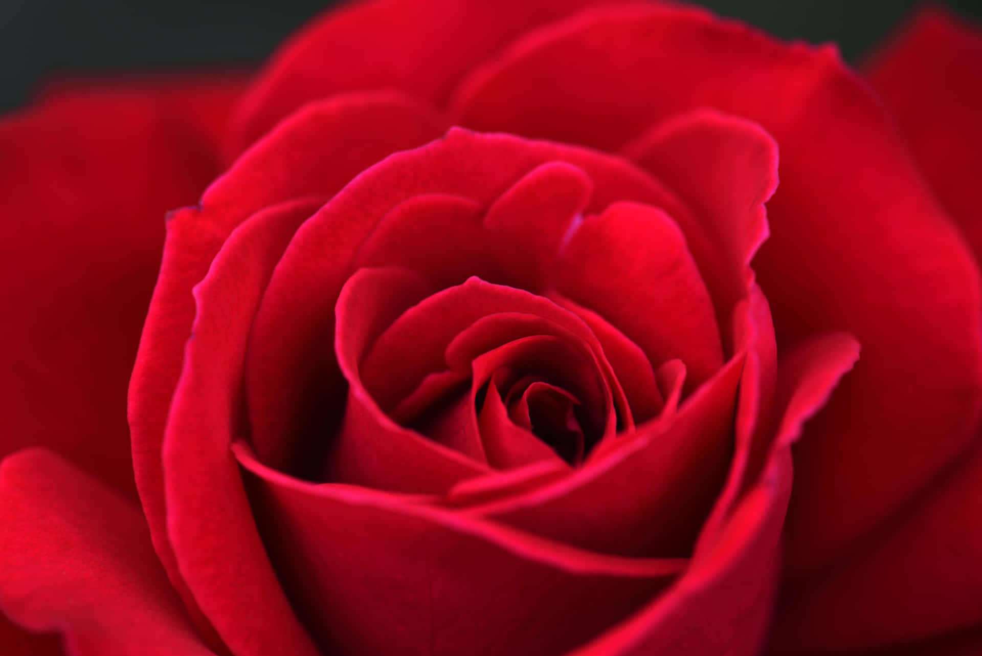 Fejrkærligheden Med Røde Roser.