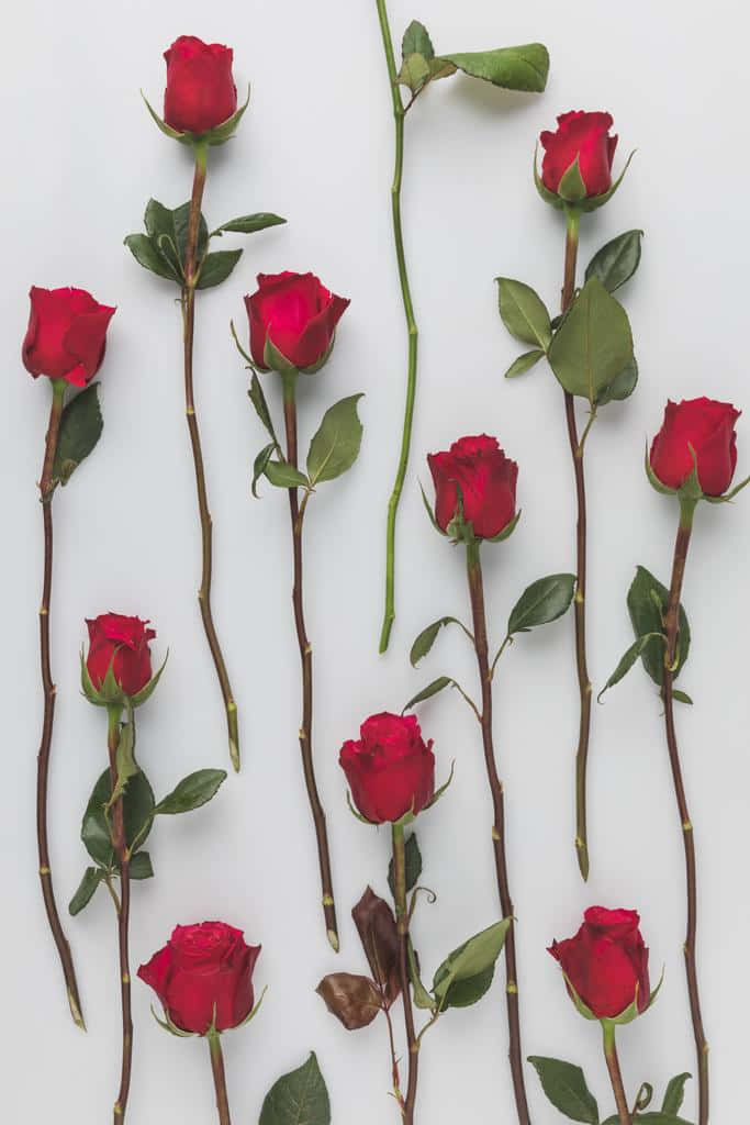 Unvivace Bouquet Di Rose Rosse.