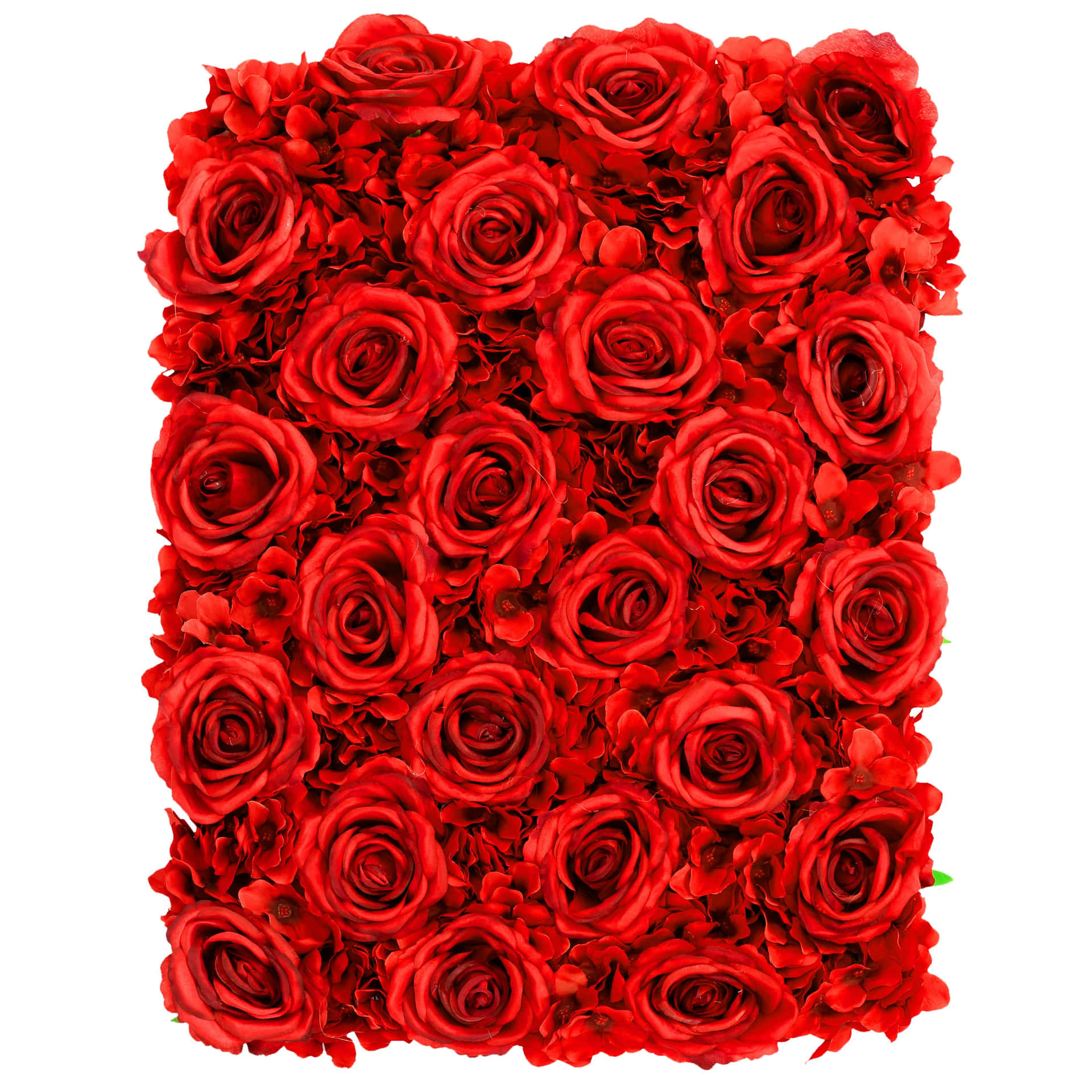 Many intense Red Roses with beautiful details.