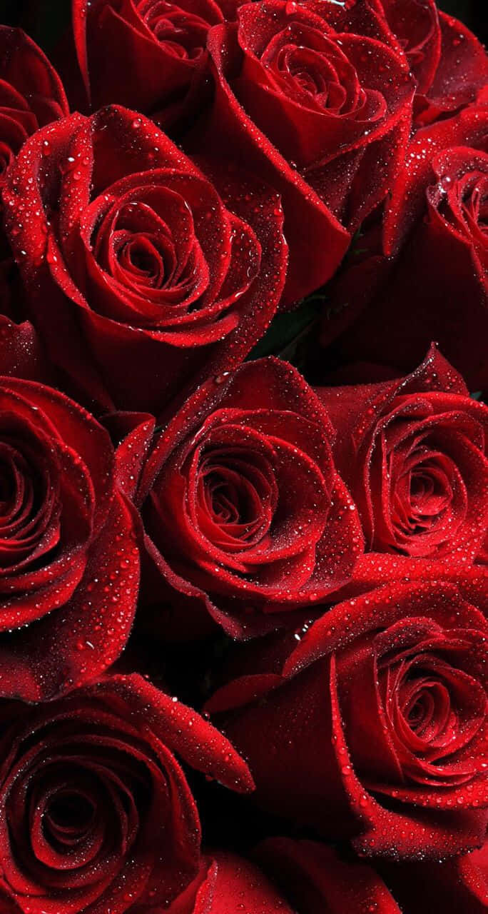 Unramo Virtual De 7 Rosas Rojas Sobre Un Fondo Blanco.