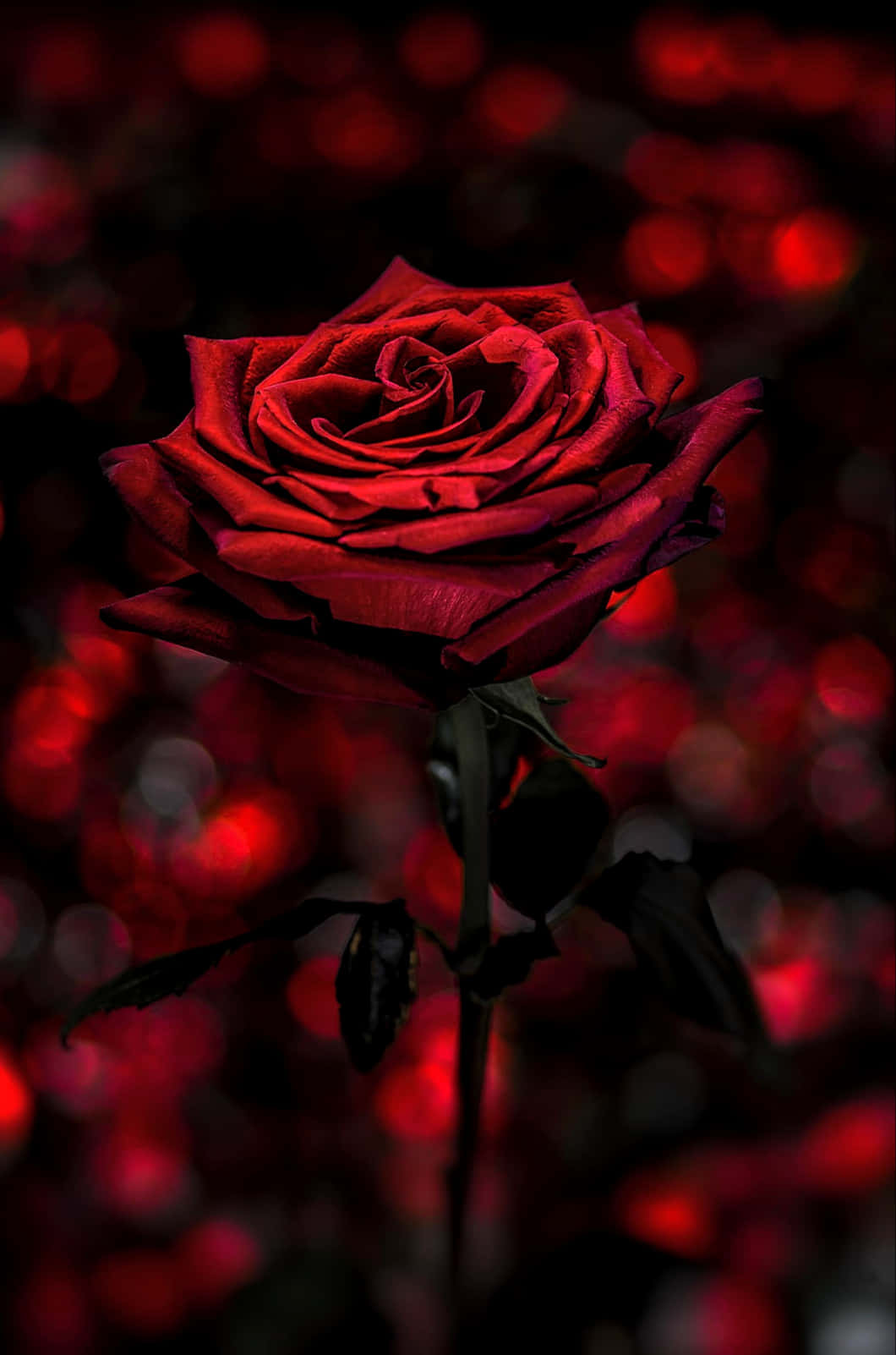 Smukkerøde Roser Til En Særlig Lejlighed.