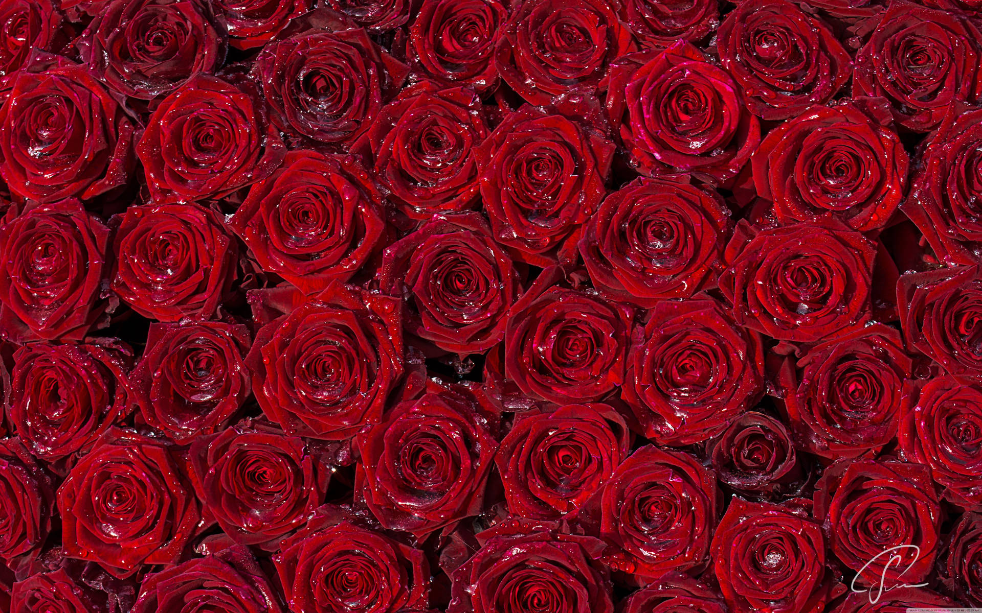 Embrace the beauty of a red rose Wallpaper