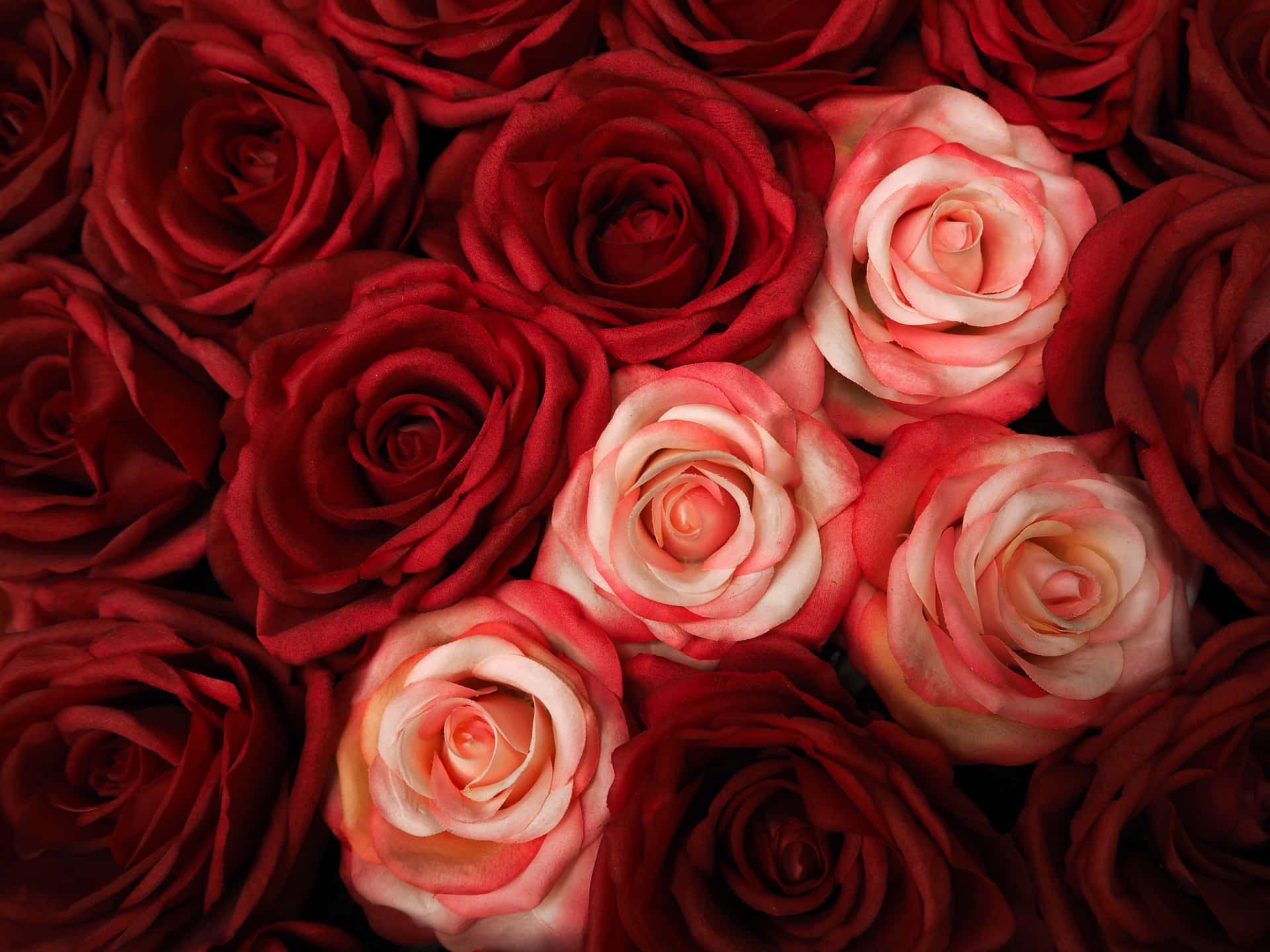 Brighte,livlige Røde Roser Danner En Perfekt Buket.