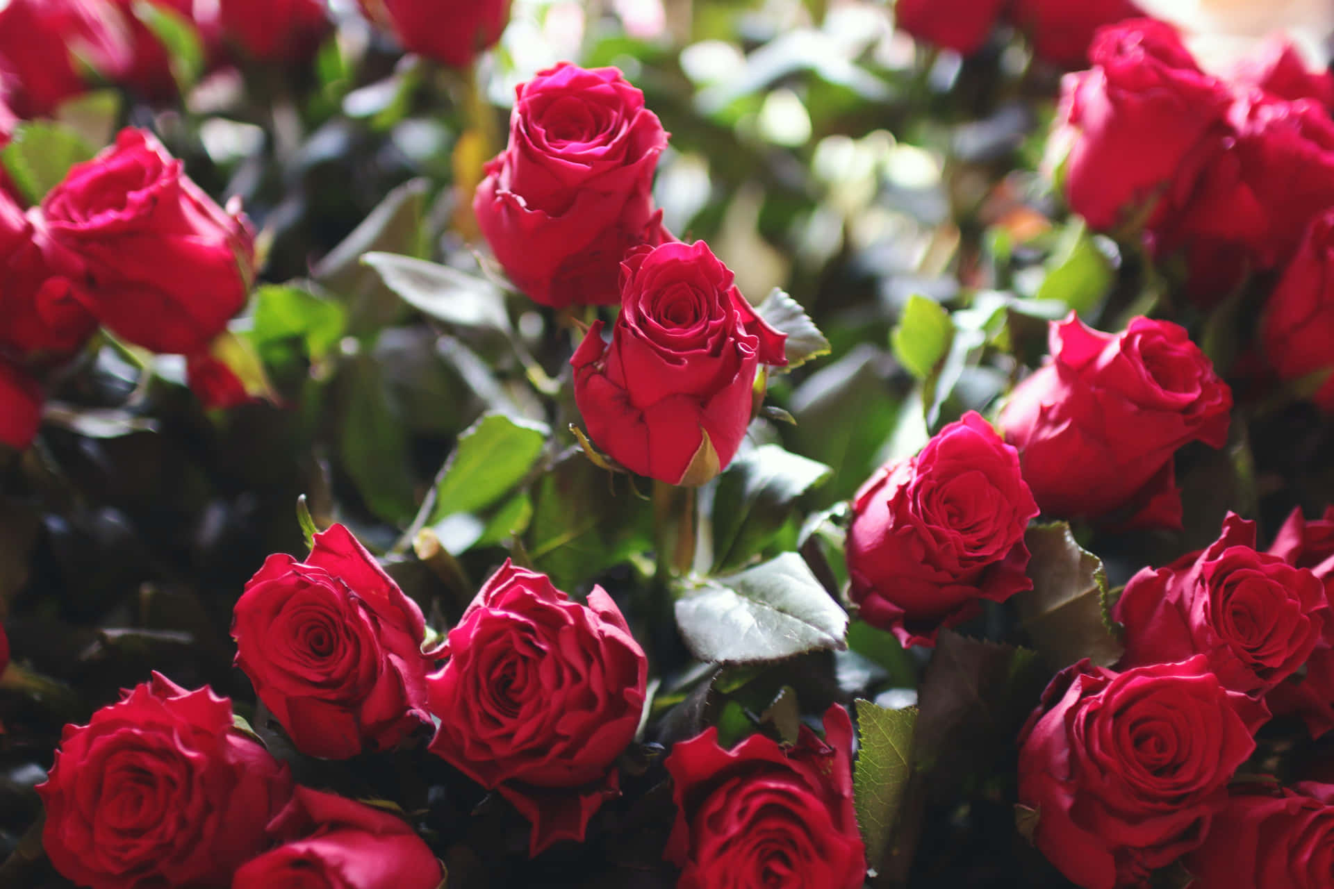 Unincantevole Bouquet Di Bellissime Rose Rosse