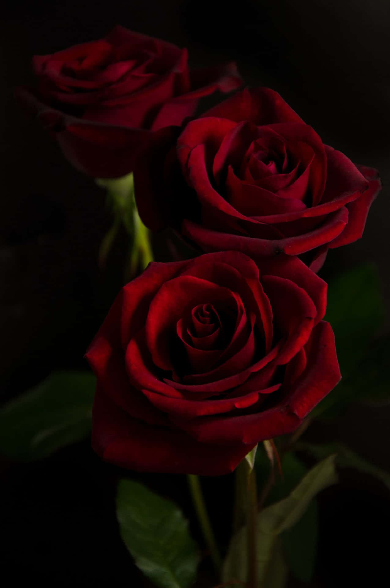 Baggrundmed Røde Roser