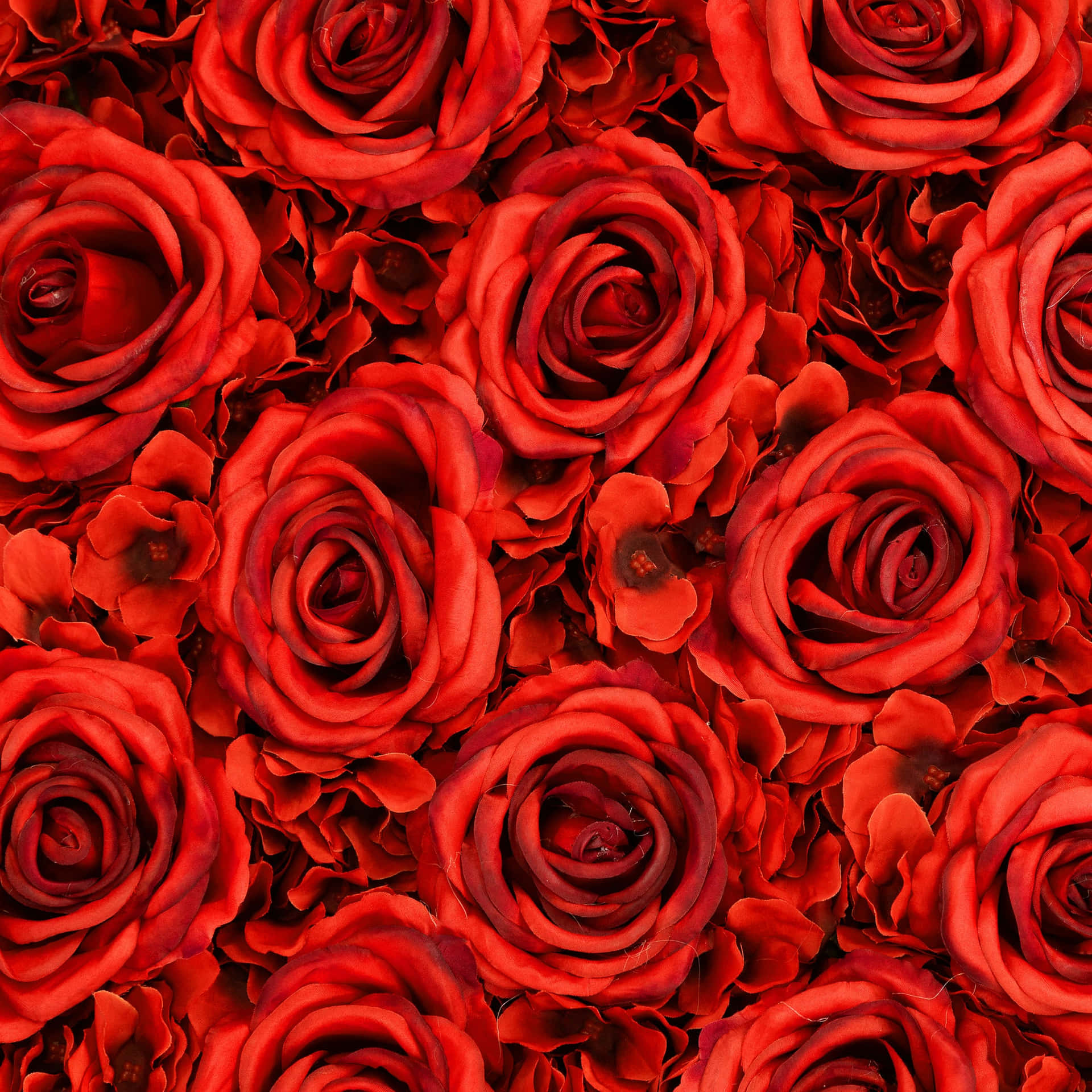 Baggrundmed Røde Roser.