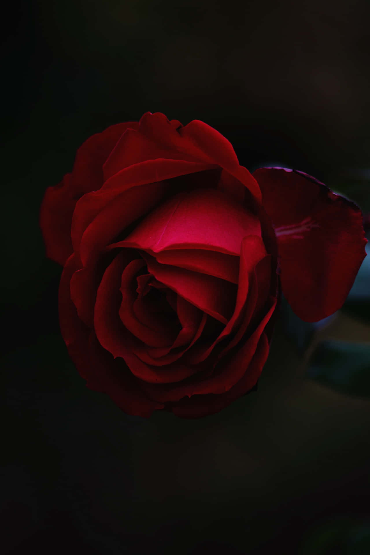 Baggrundmed Røde Roser