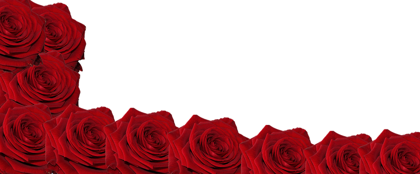 Red Roses Black Background PNG