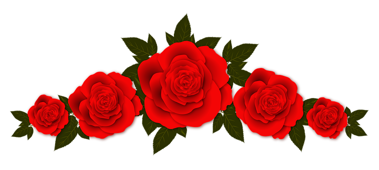 Red Roses Black Background PNG