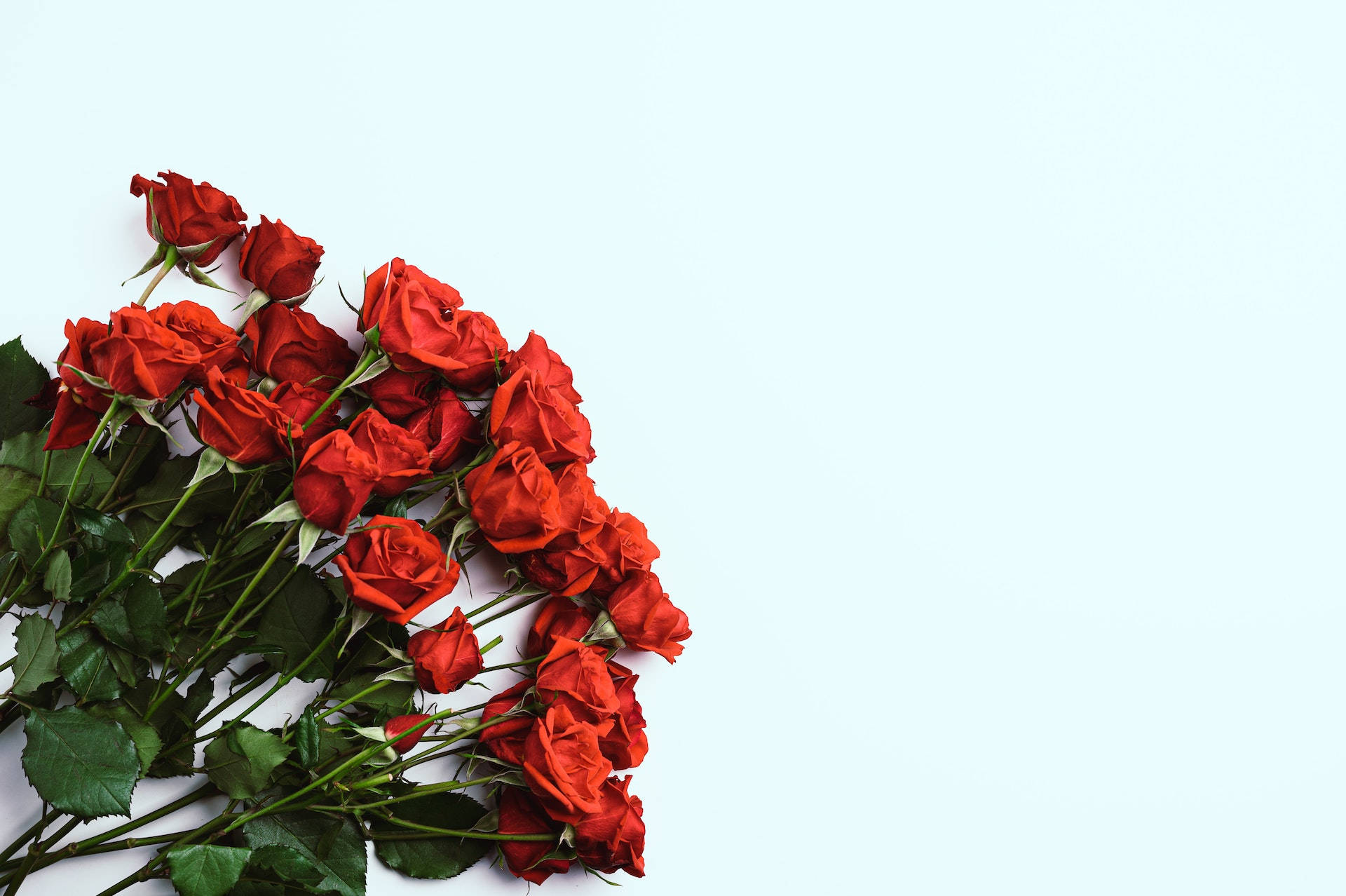 Red Roses Blue Surface Wallpaper