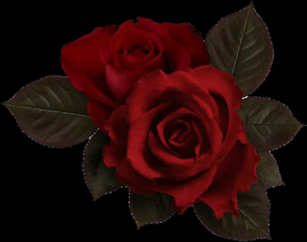 Red Roses Dark Background PNG