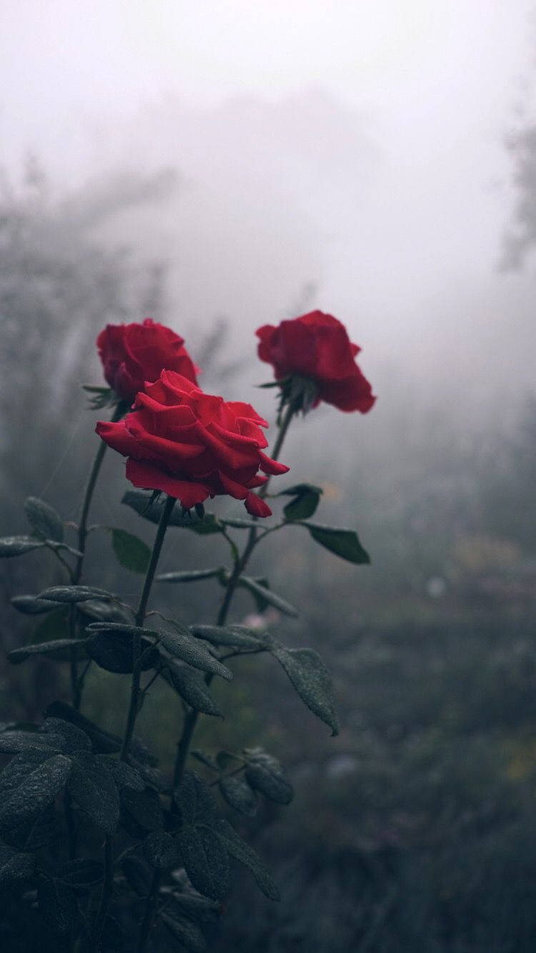 Red Roses In Fog