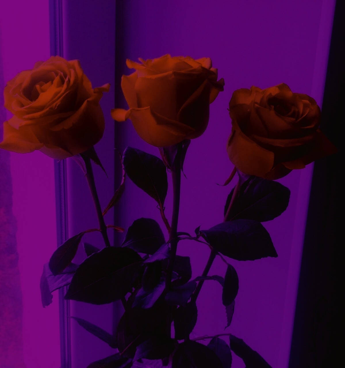 Red Roses In Purple Background Wallpaper