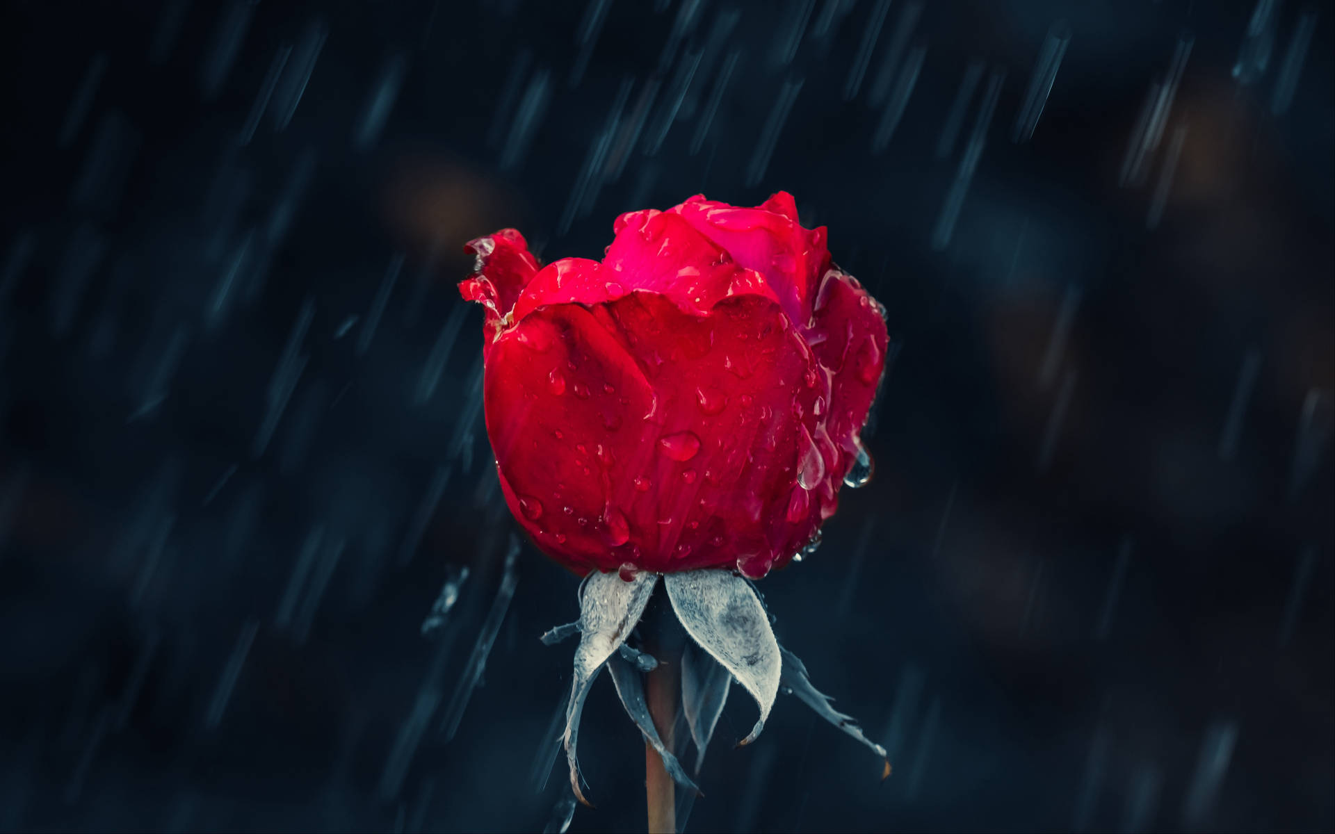 Red Roses In The Rain