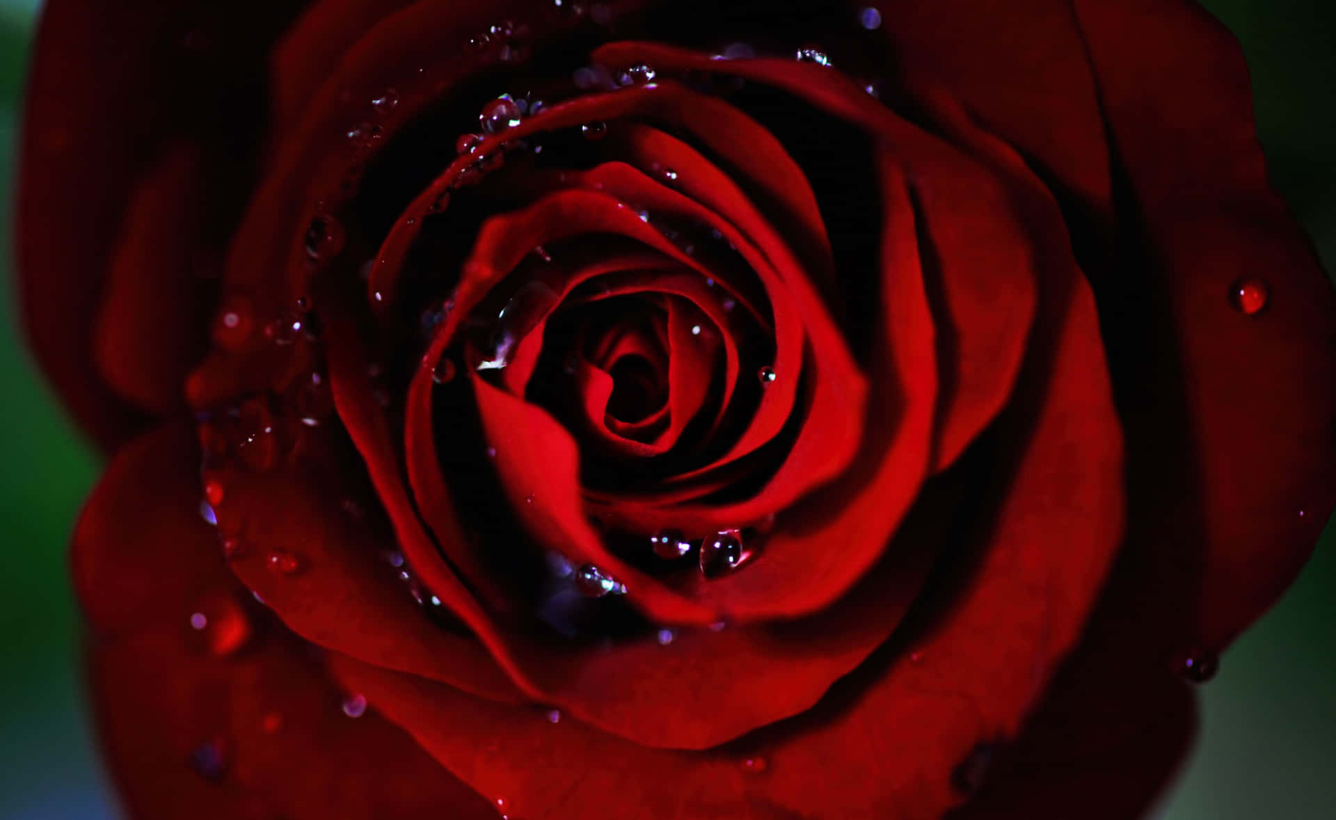 Red Roses Laptop With Beads Of Water Wallpaper