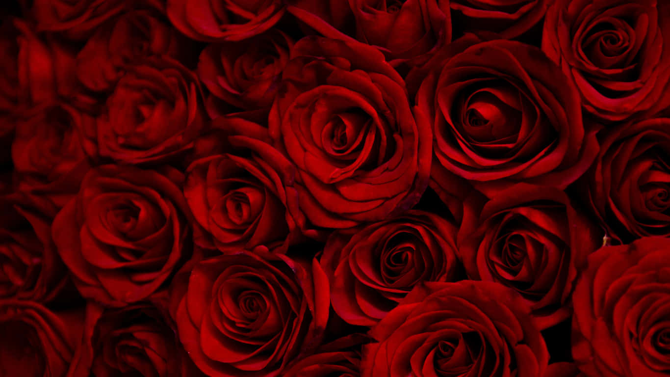 Tæt pakket røde roser bærbar baggrundsbillede. Wallpaper