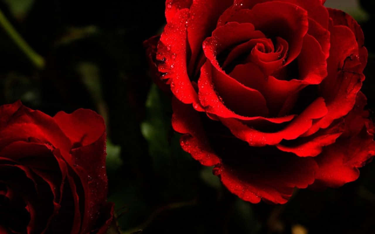 To røde blomstrende roser bærbar baggrundsbillede Wallpaper