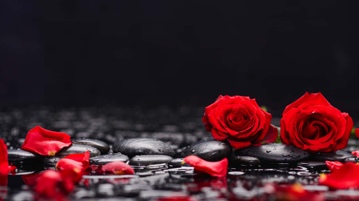 Sten på en flodbank røde roser bærbar baggrundsbillede Wallpaper