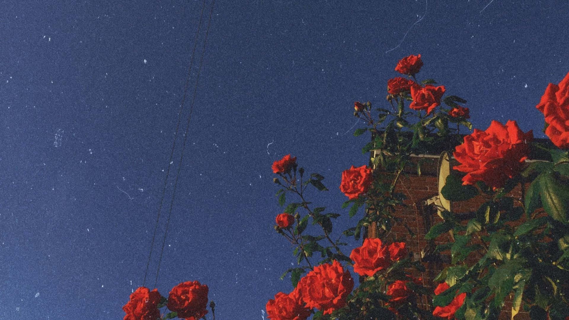 Clear Blue Skies Red Roses Laptop Wallpaper