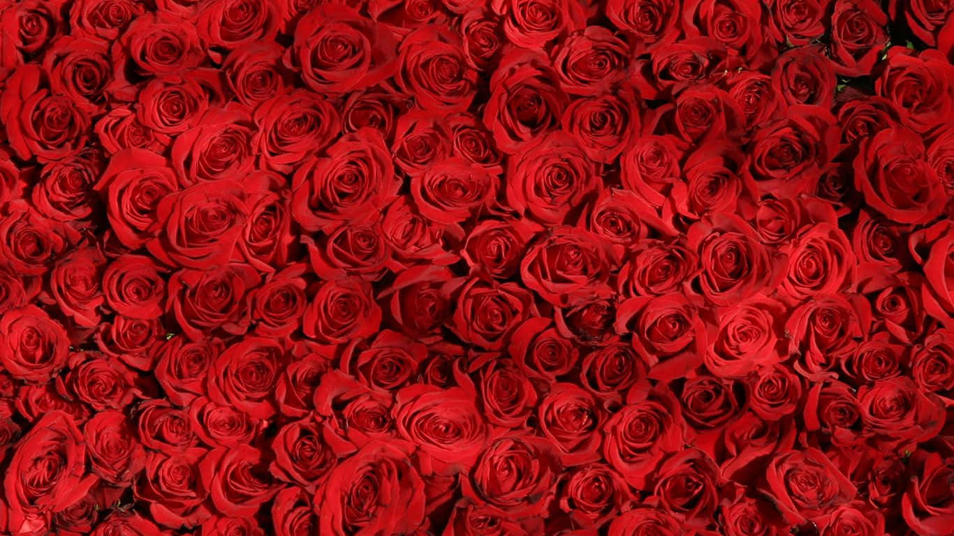 Bed Of Red Roses Laptop Wallpaper