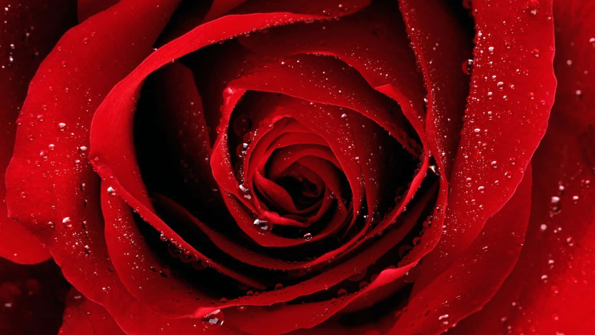 Water Droplets Red Roses Laptop Wallpaper