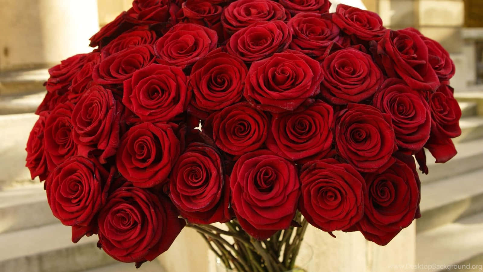 Bunch Of Red Roses Laptop Wallpaper