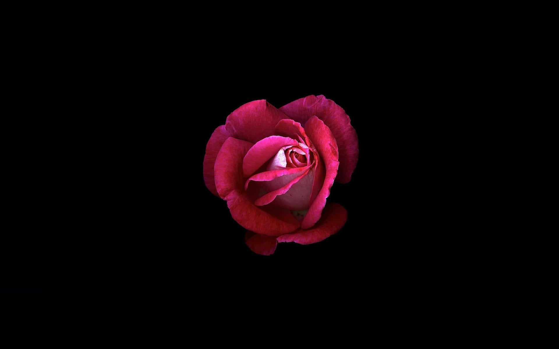 Blooming Red Roses Laptop Theme Wallpaper