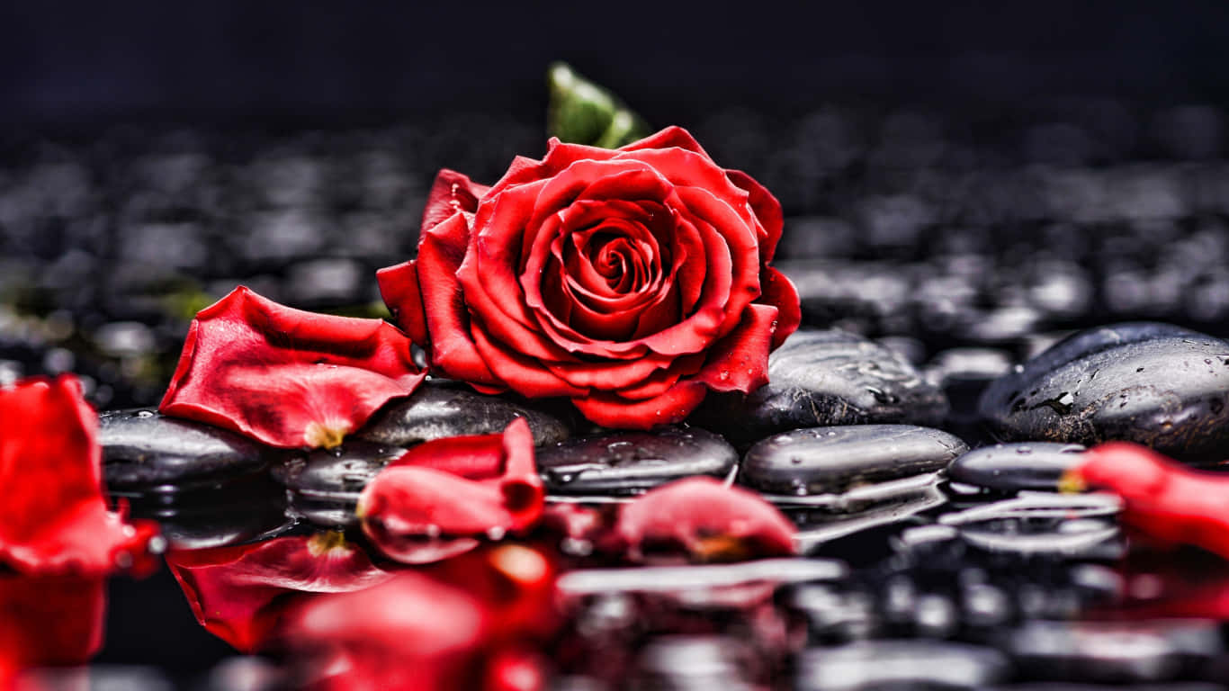 Massivt Blomstrende Rød Rose Røde Rosen Laptop Tapet Wallpaper