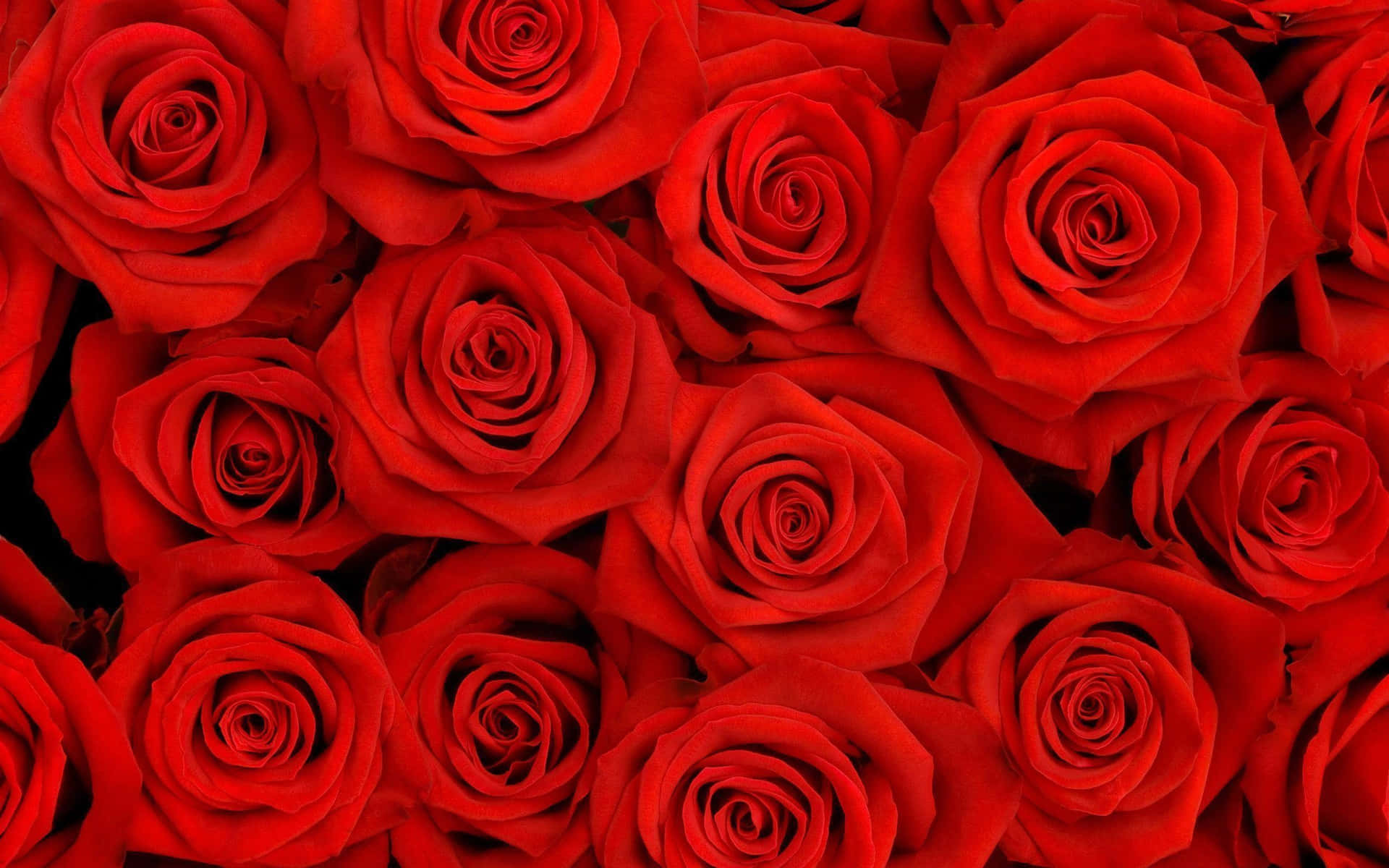 Collective Compact Arrangement Of Red Roses Laptop Wallpaper